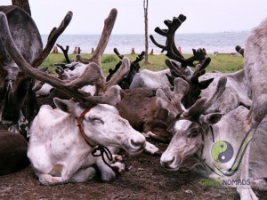 Reindeers in Khuvsgul National Park