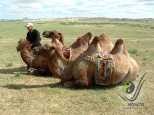 Mongolian camels
