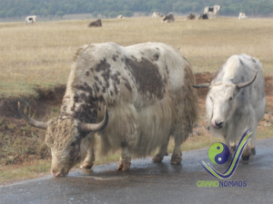 Mongolian yaks