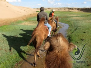 Camel riding in the Gobi oasis