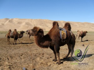 Mongolian 2-humped camels