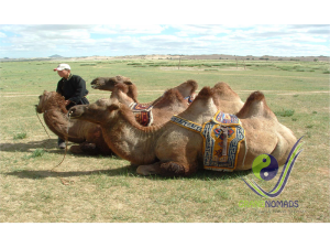 2 humped bactrian camel of Mongolia